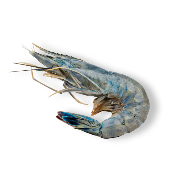 Gambero blu della Caledonia