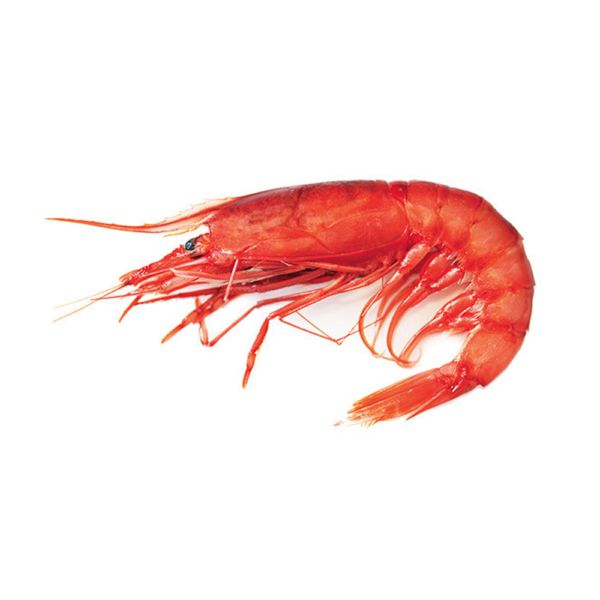 Gambero rosso di Sicilia