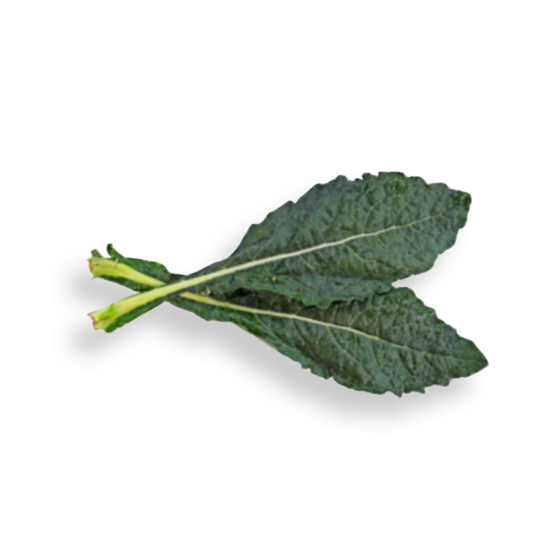 Senape selvatica