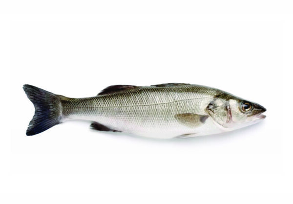 Branzino