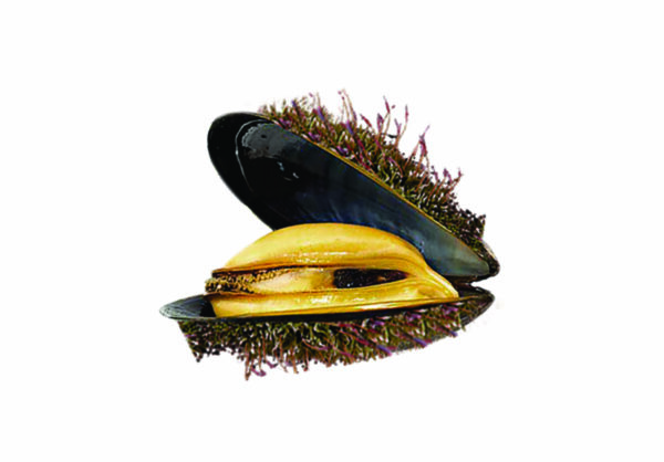 Cozza pelosa