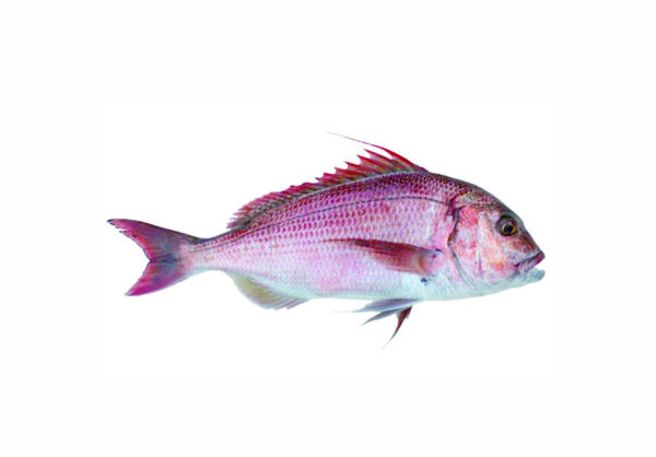 Dentice gibboso
