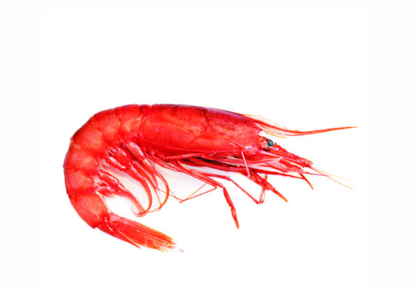 Gambero rosso