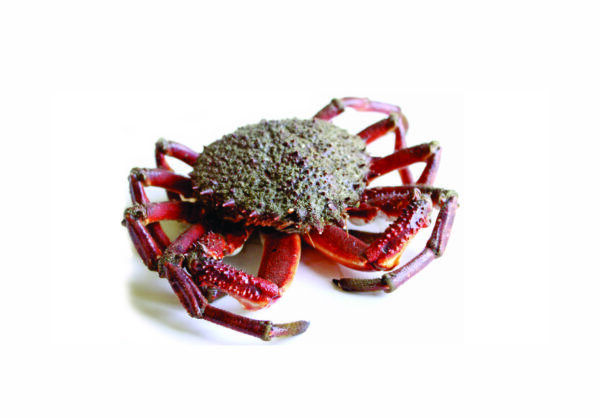 granseola e granciporro