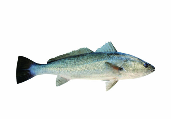 Ombrina bocadoro