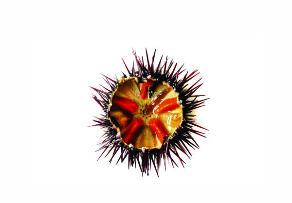 Riccio di mare