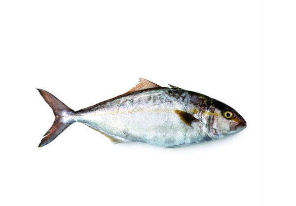Ricciola - Seriola Lalandi