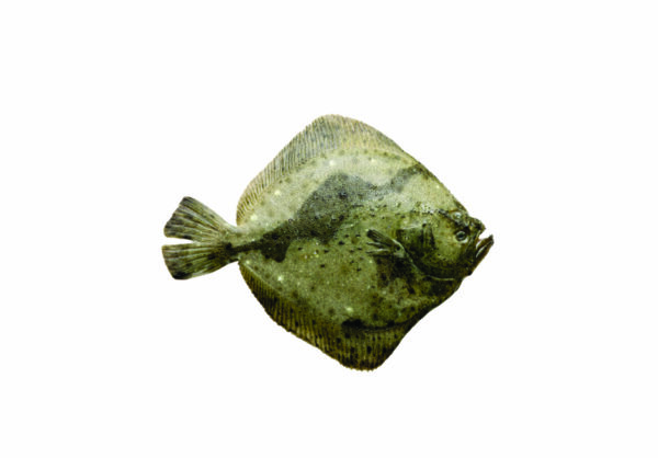 Rombo chiodato