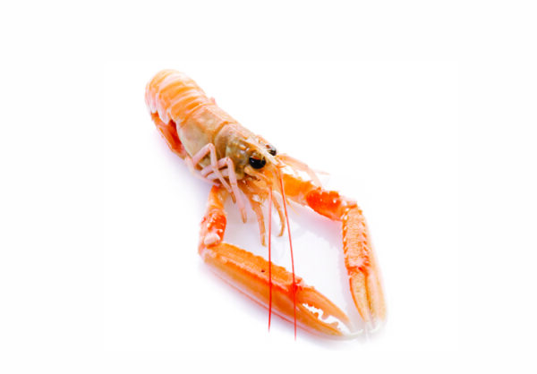 Scampi