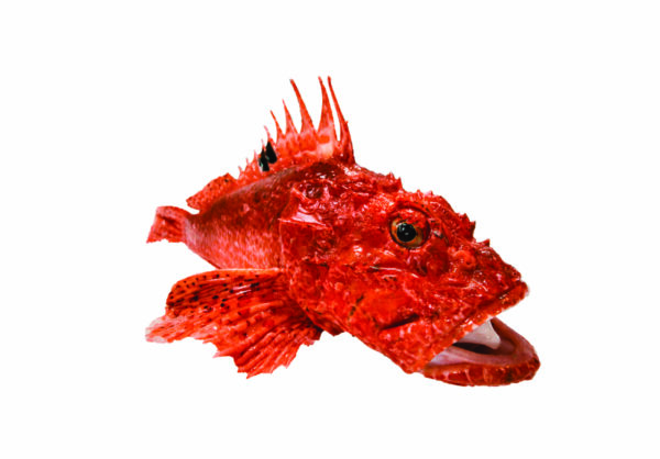 Scorfano