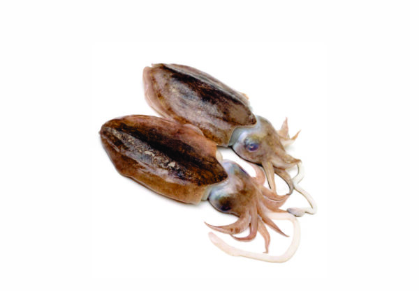 Seppia Nera